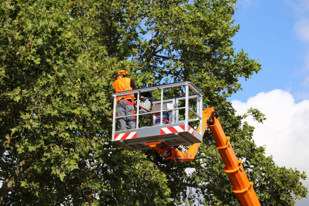 The Steps Involved in Our Tree Care Process in El Cerro, NM